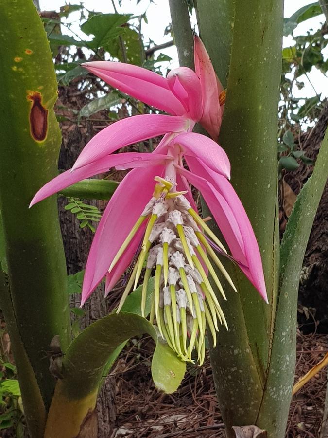 Pousada Recanto Dos Beija Flores 몬테 알레그레 두 술 외부 사진